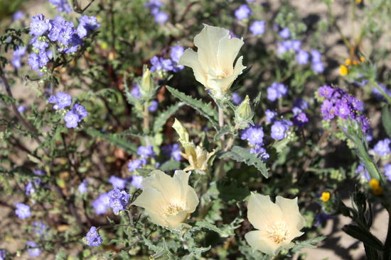 desert flowers
