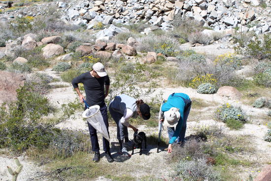 Postdoctoral researchers working with Professor Lauren Ponisio look for native bees near Anza-Borrego State Park.