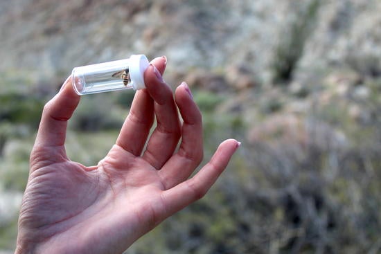 A native california bee in a glass vial.