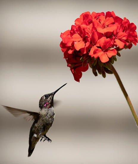 Hummingbird flying next to a flower