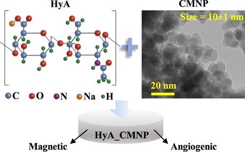 Hyaluronic acid hydrogel embedded with curcumin-coated magnetic nanoparticles is angiogenic and magnetic