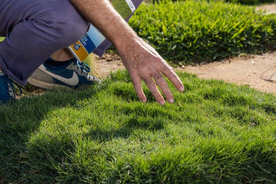 Coachella turfgrass