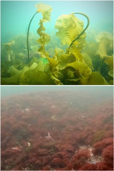 Kelp