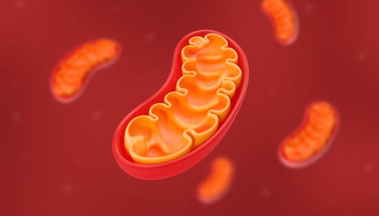 Mitochondria