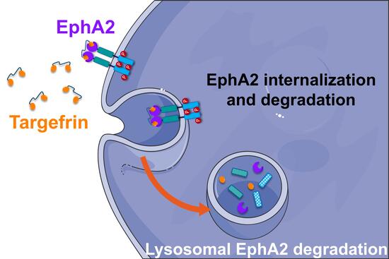 Mechanism of action of Targefrin