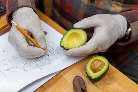 UCR avocado variety being analyzed 