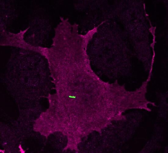 Cilium