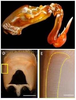 A cross-section of the mantis shrimp club shows the striated region that was characterized by UCR researchers.