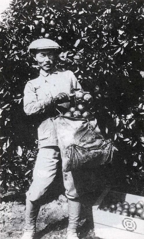 Dosan Ahn Chang Ho orange picking in Riverside. Photo courtesy of Professor Edward T. Chang. (UCR)