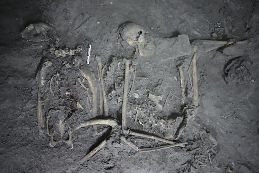 Complete skeletal remains of a 1,700 year-old spider monkey found in Teotihuacán, Mexico. PHOTO COURTESY OF NAWA SUGIYAMA