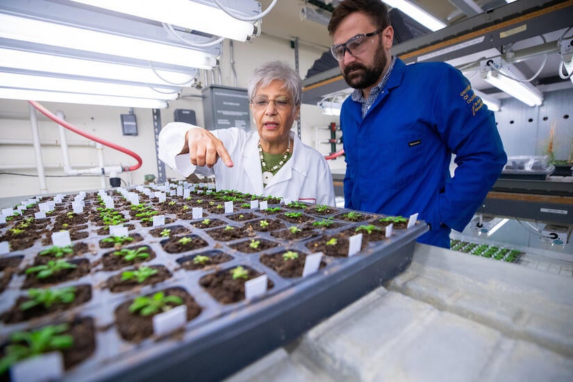 Katayoon "Katie" Dehesh, distinguished professor and molecular biochemist, discusses plant growth progress with a student in her lab on August 15, 2023. (UCR/Stan Lim)