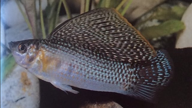 male vs female molly fish