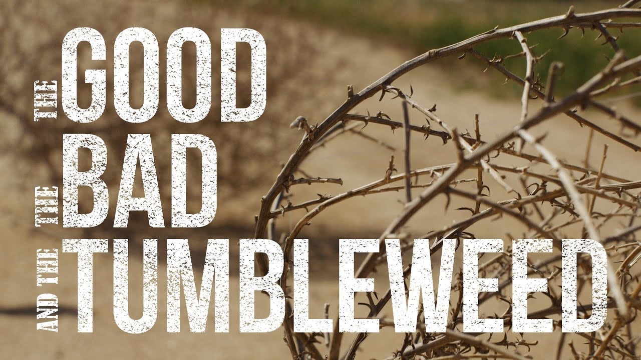 Monster Tumbleweeds Are Trapping People in Cars and Homes - Sunset