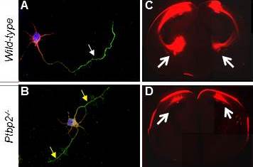 Axons Axons
