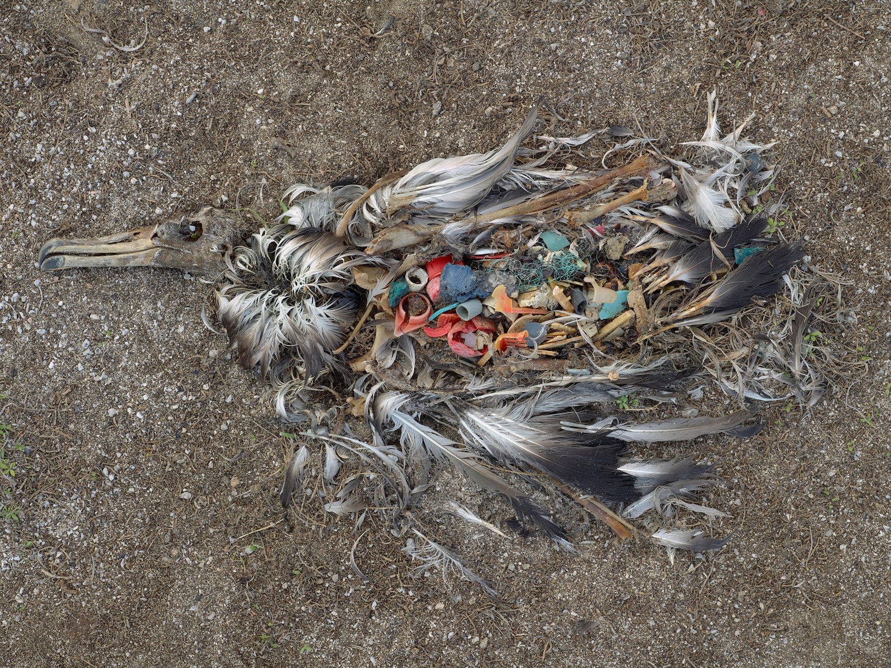 Photo  by Chris Jordan of dead baby albatross filled with plastic