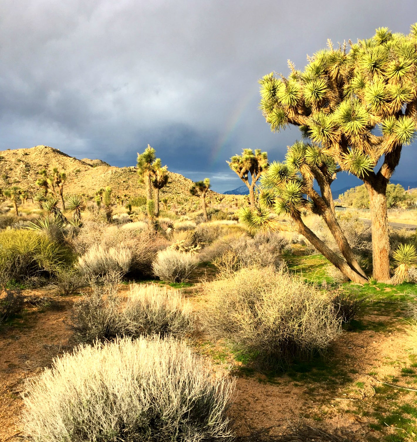 Joshua Trees facing extinction | News