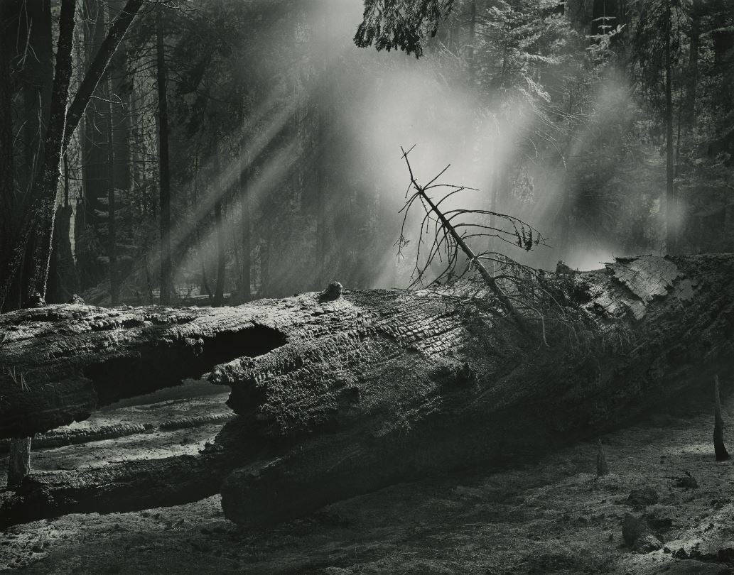 John Sexton, Mythic Forest, Yosemite National Park, California, 1980, printed 1995, Gelatin silver print, Gift of Herb Quick.