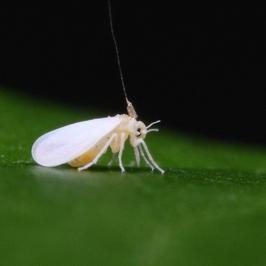 whitefly whitefly