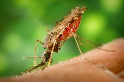 Anopheles mosquito which spreads malaria