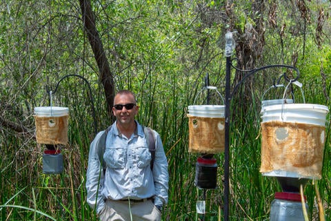 Mark Hoddle field work Mark Hoddle, UCR entomologist