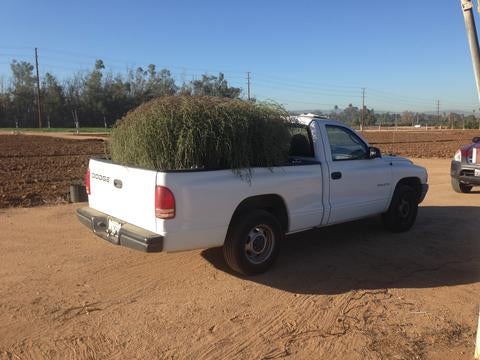 Giant tumbleweed in a truck bed