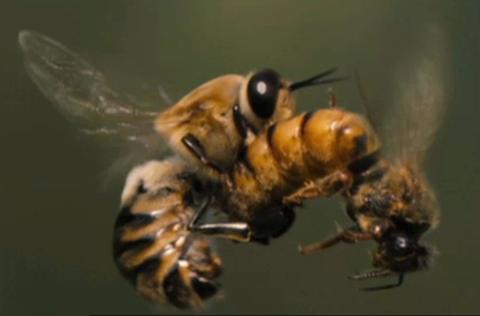 mating honey bees