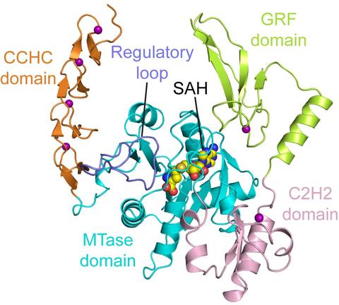 ZCCHC4 structure ZCCHC4 structure