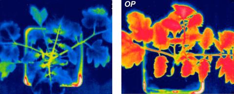 thermal image of reduced transpiration with OP treatment