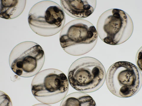 Zebrafish embryos