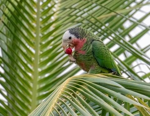 Abaco parrot
