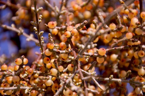 mistletoe