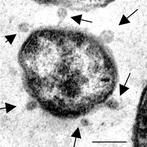 cytosol leakage after peptide treatment