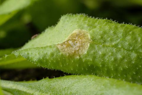 Arabidopsis with fungus Arabidopsis plant with fungal infection