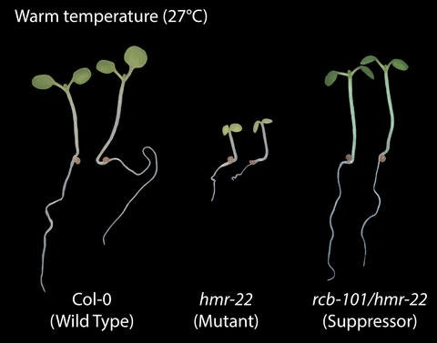 plants with and without temperature sensitivity