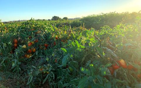 tomatoes growing in a field