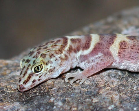 Western banded gecko western banded gecko