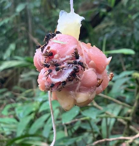 Raw chicken baits attracting vulture bees in Costa Rica.