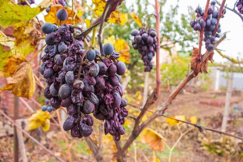 dying grapevine