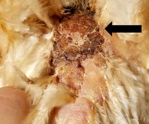 fowl mite infestation