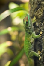 gecko in tree