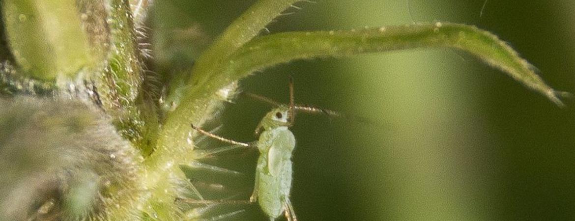 Acyrthosiphon pisum