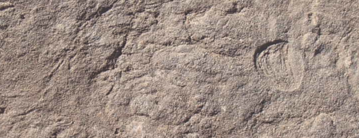 A photo of fossils