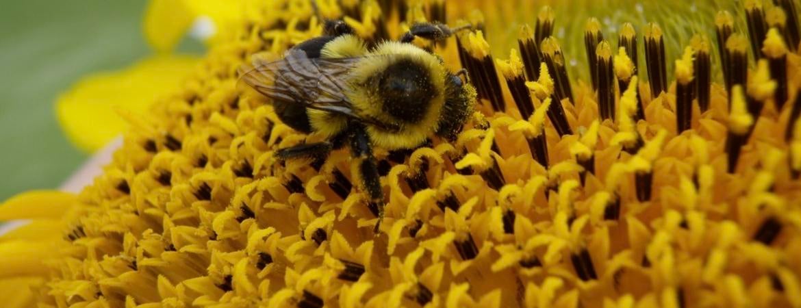 Photo of bumble bee