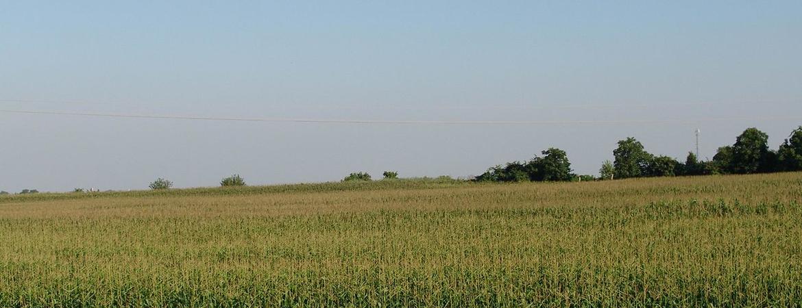 Corn field