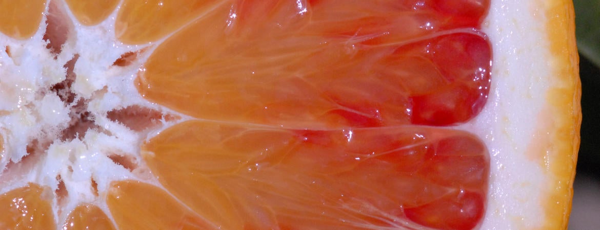 pummelo-orange hybrid fruit