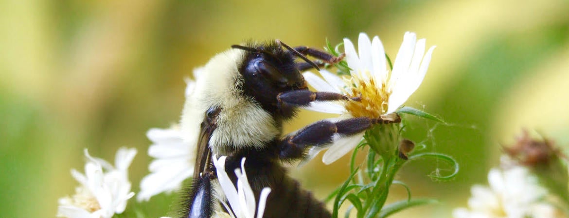 bombus impatiens