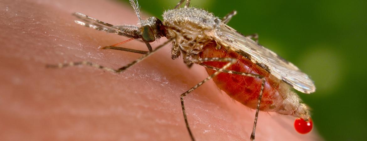Anopheles mosquito which spreads malaria