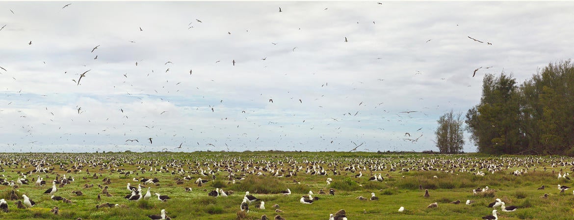 Photo of albatrosses in a field and in flight on Midway Island