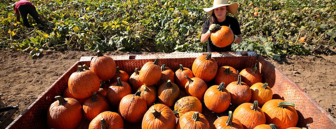 Pumpkins Trunk O Treat And Family Fun At Uc Riverside News