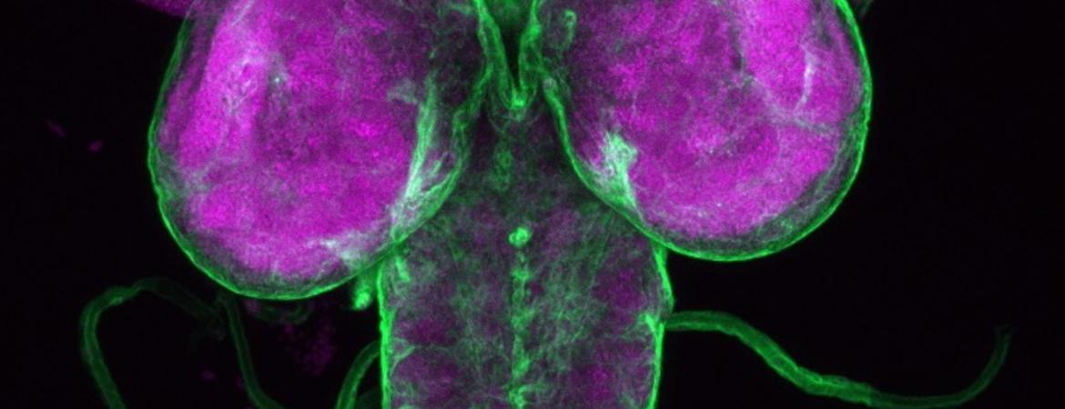 drosophila brain